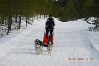 Huskies Erleben